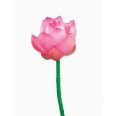 含苞待放的荷花