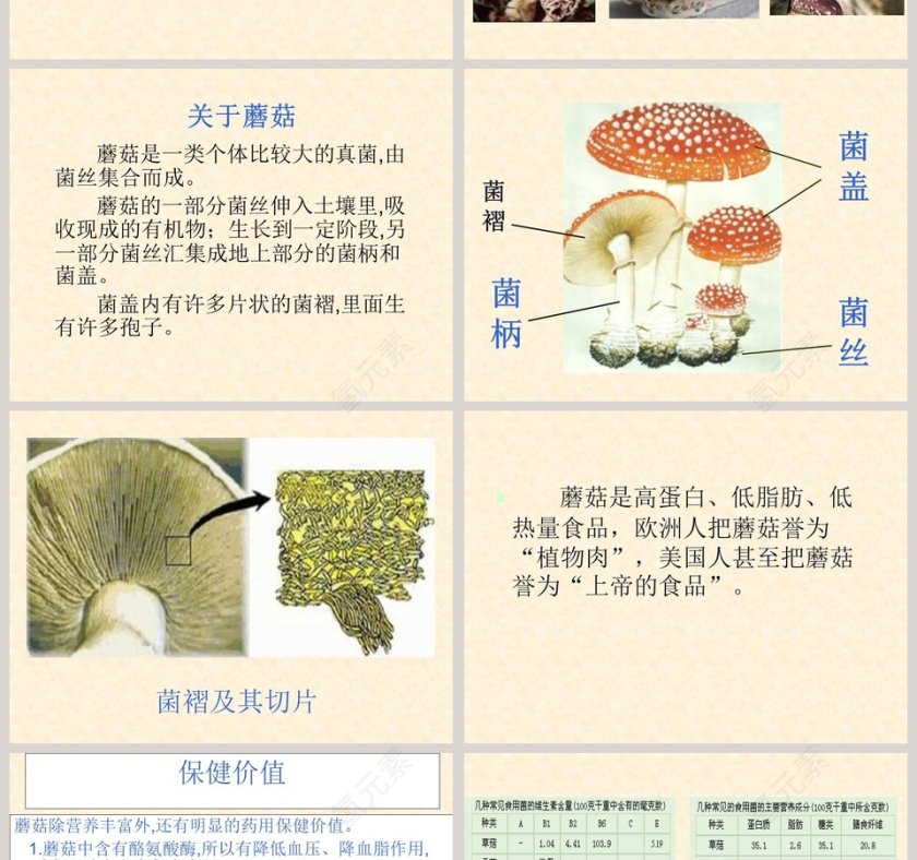 蘑菇鄂教版五年级科学上册课件PPT模板第2张