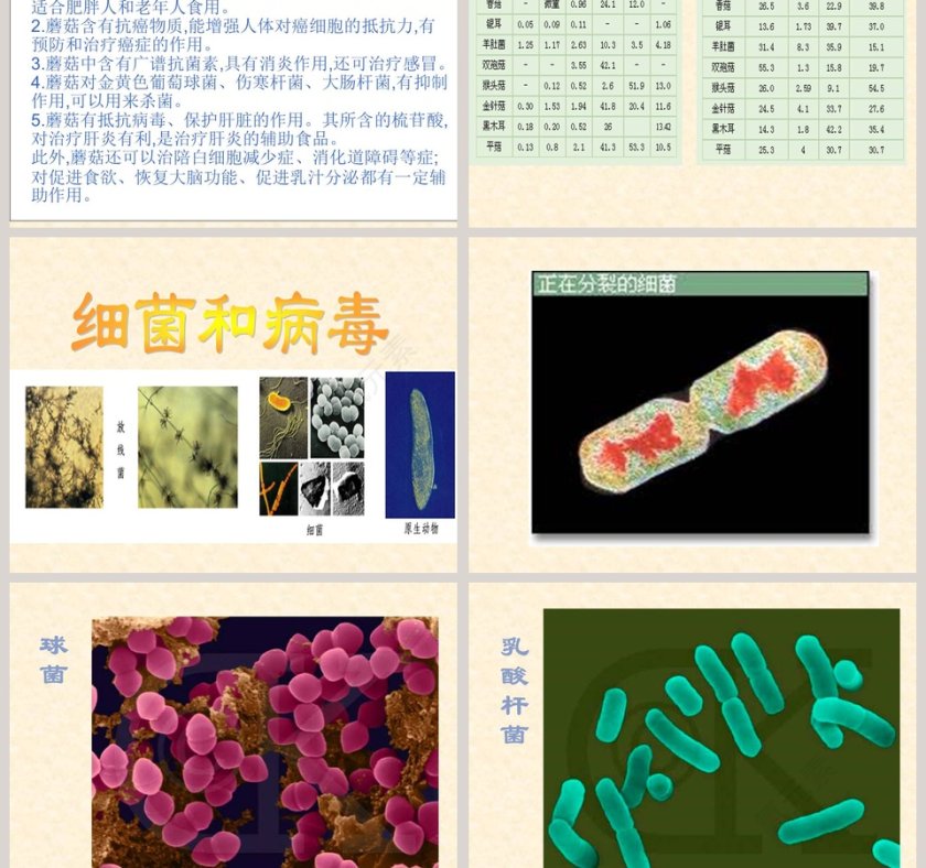 蘑菇鄂教版五年级科学上册课件PPT模板第3张