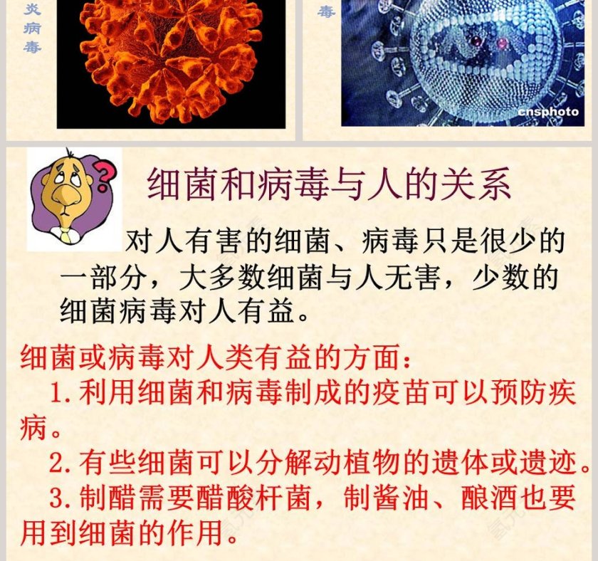 蘑菇鄂教版五年级科学上册课件PPT模板第5张