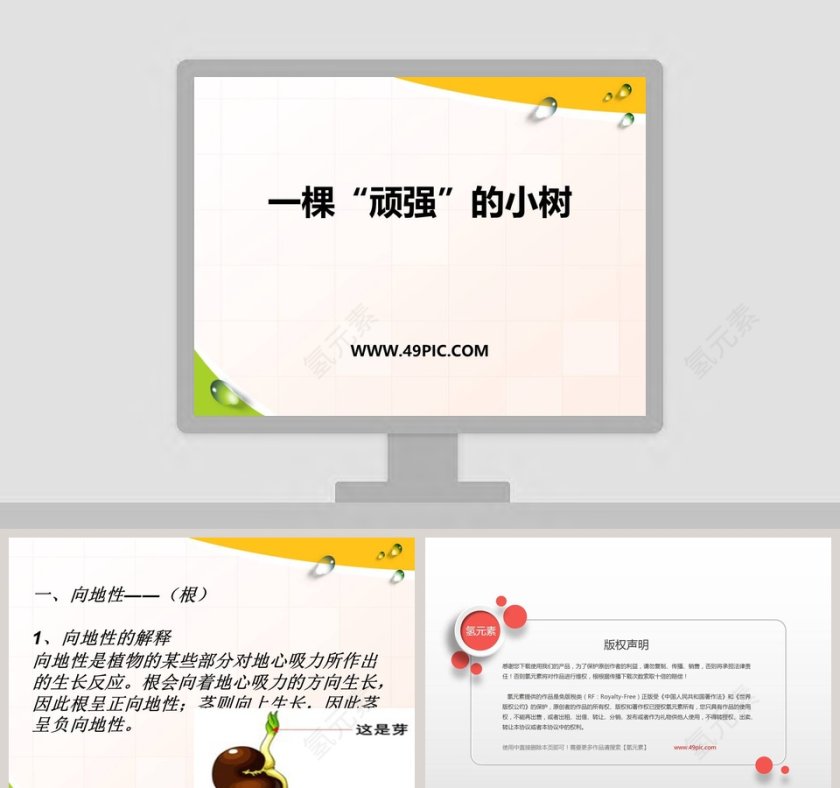 一棵顽强的小树教学ppt课件第1张