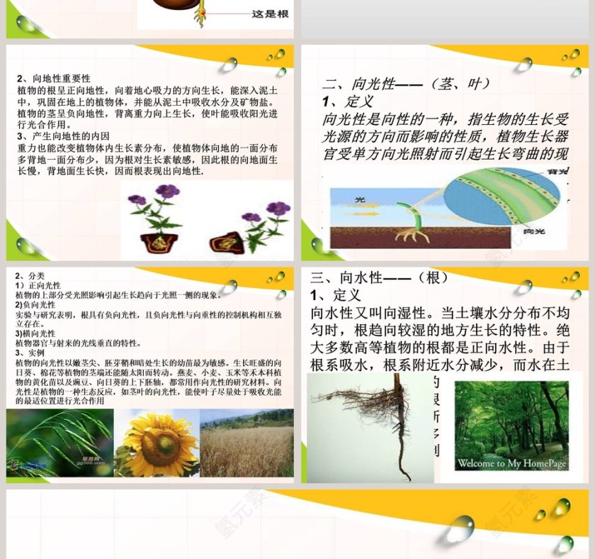 一棵顽强的小树教学ppt课件第2张