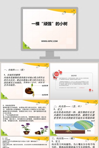 一棵顽强的小树教学ppt课件