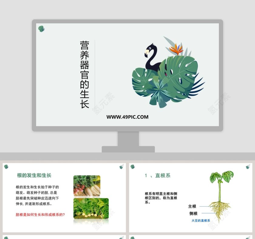 营养器官的生长教学ppt课件第1张