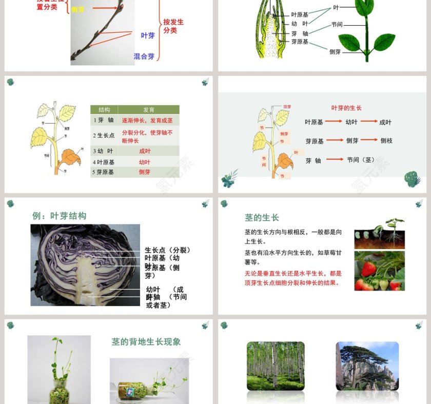 营养器官的生长教学ppt课件第3张