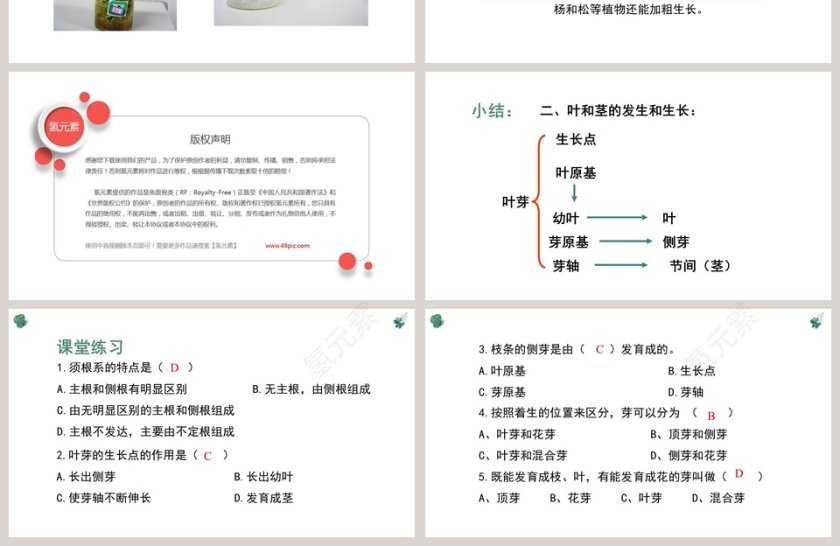 营养器官的生长教学ppt课件第4张