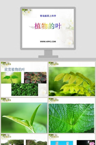 青岛版四上科学-植物的叶教学ppt课件