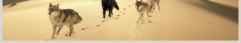 狼性文化建设PPT模板第6张