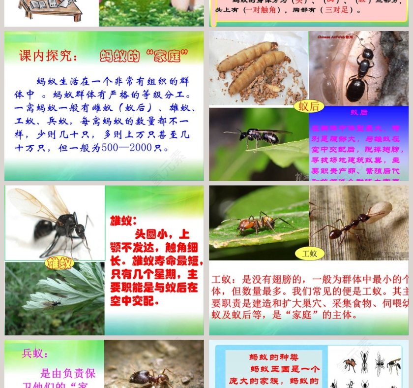 蚂蚁风格PPT模板制作内容大全第2张