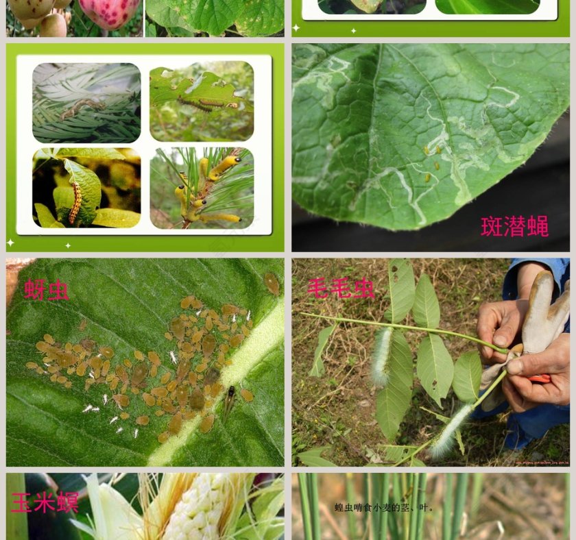 24-防治病虫害教学ppt课件第2张