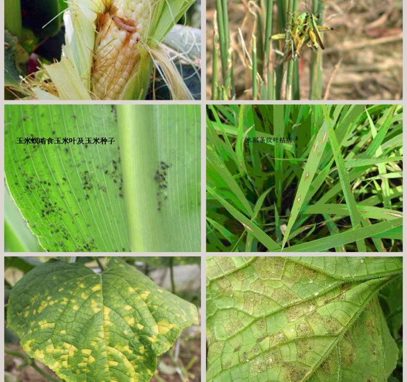 24-防治病虫害教学ppt课件第3张