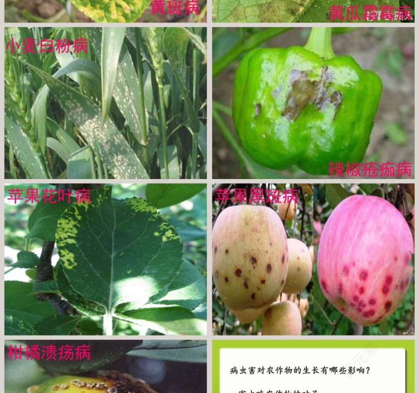 24-防治病虫害教学ppt课件第4张