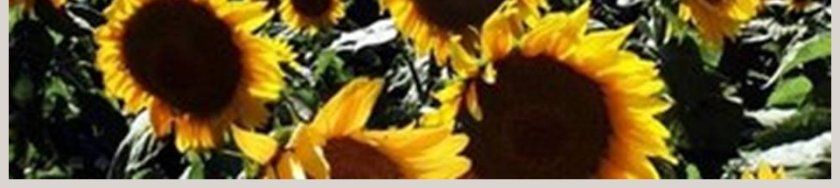 24-防治病虫害教学ppt课件第9张