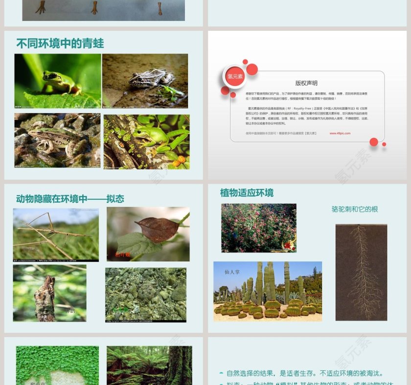 物竞天择教学ppt课件第2张