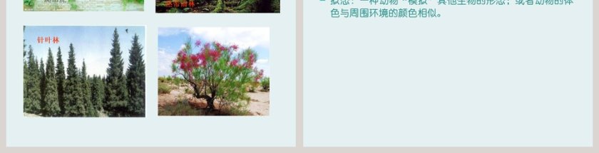 物竞天择教学ppt课件第3张