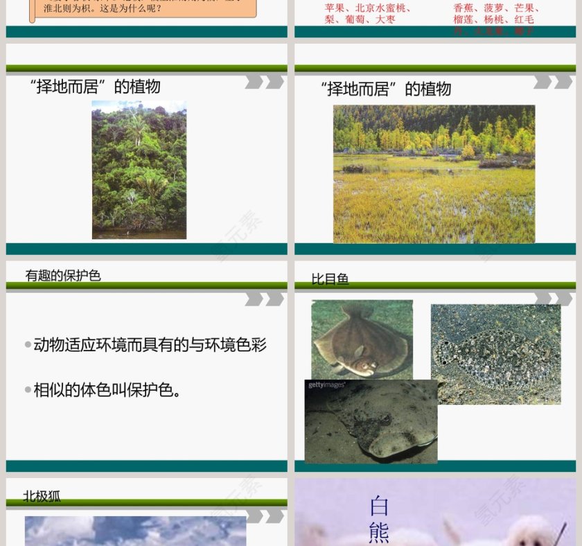 从南橘北枳说起教学ppt课件第2张