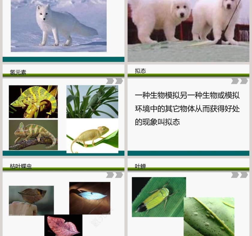 从南橘北枳说起教学ppt课件第3张