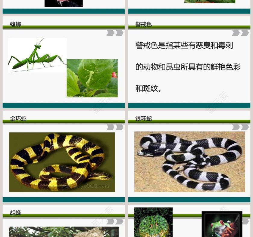 从南橘北枳说起教学ppt课件第4张