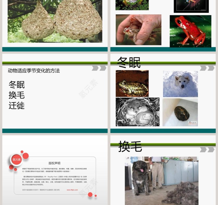 从南橘北枳说起教学ppt课件第5张