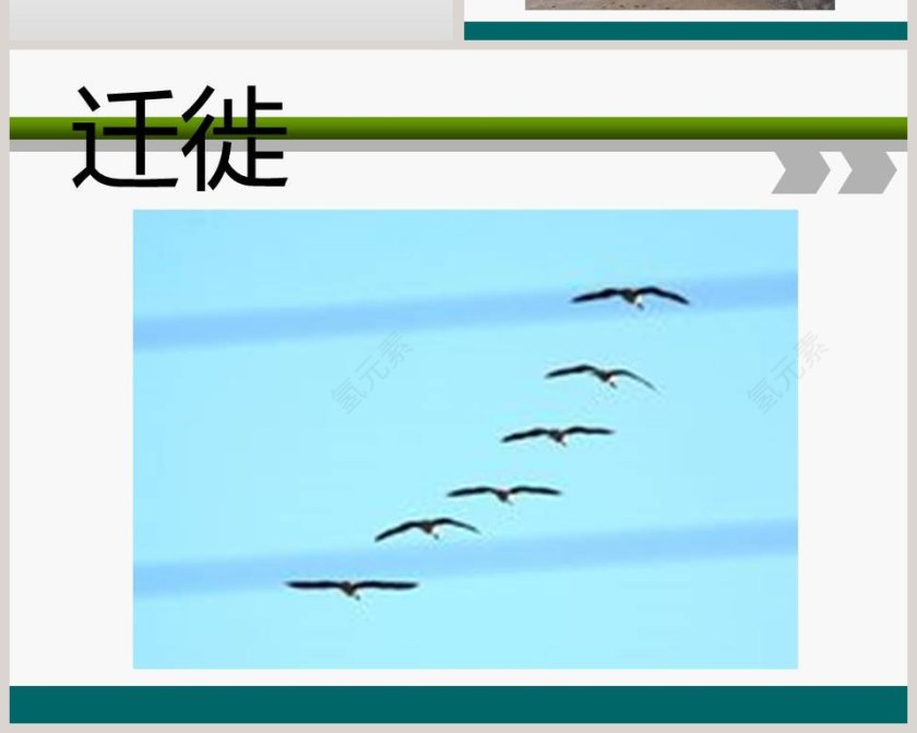 从南橘北枳说起教学ppt课件第6张