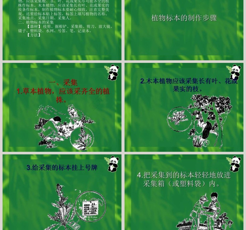 制作植物标本的艺术：使用PPT模板提高竞聘行业的表现力第3张