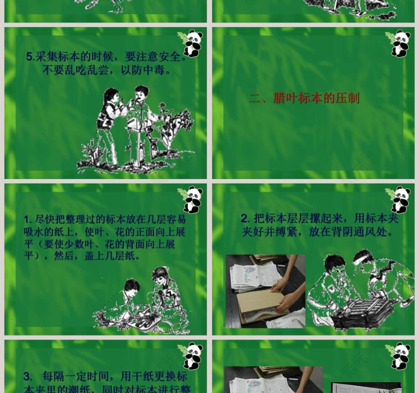 制作植物标本的艺术：使用PPT模板提高竞聘行业的表现力第4张