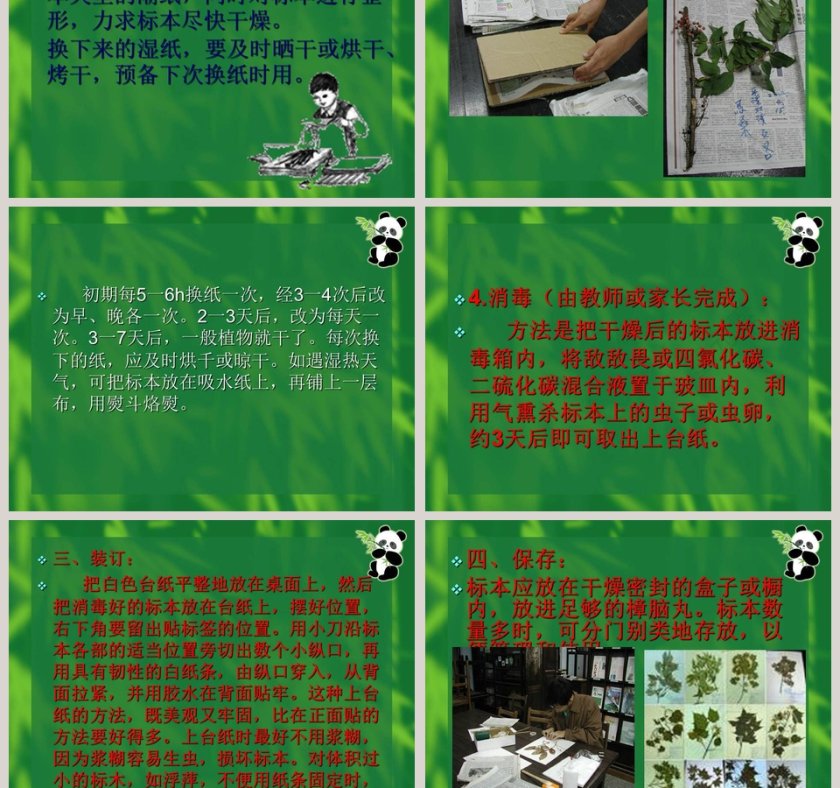 制作植物标本的艺术：使用PPT模板提高竞聘行业的表现力第5张
