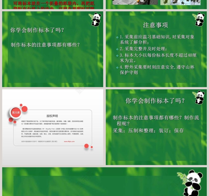 制作植物标本的艺术：使用PPT模板提高竞聘行业的表现力第6张