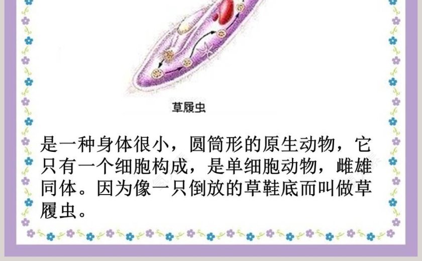 解开生物体结构-的秘密教学ppt课件第5张