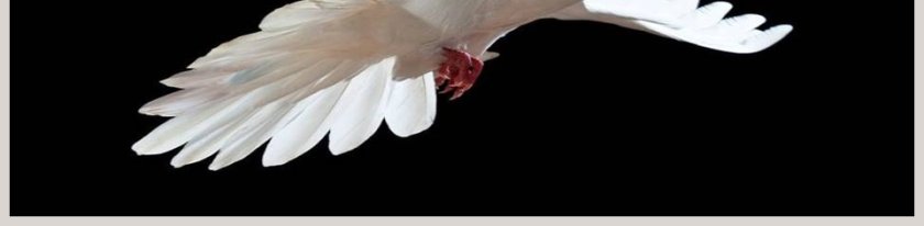 聚焦中东教育培训PPT模板第5张