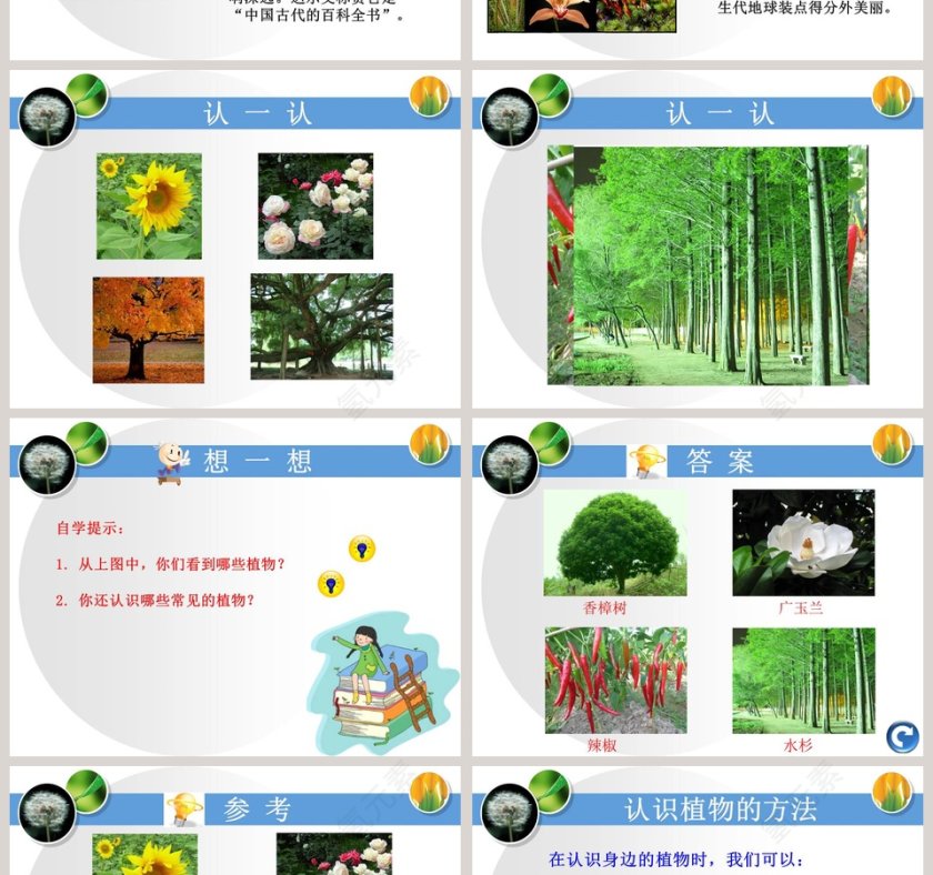 身边的植物教学ppt课件第2张