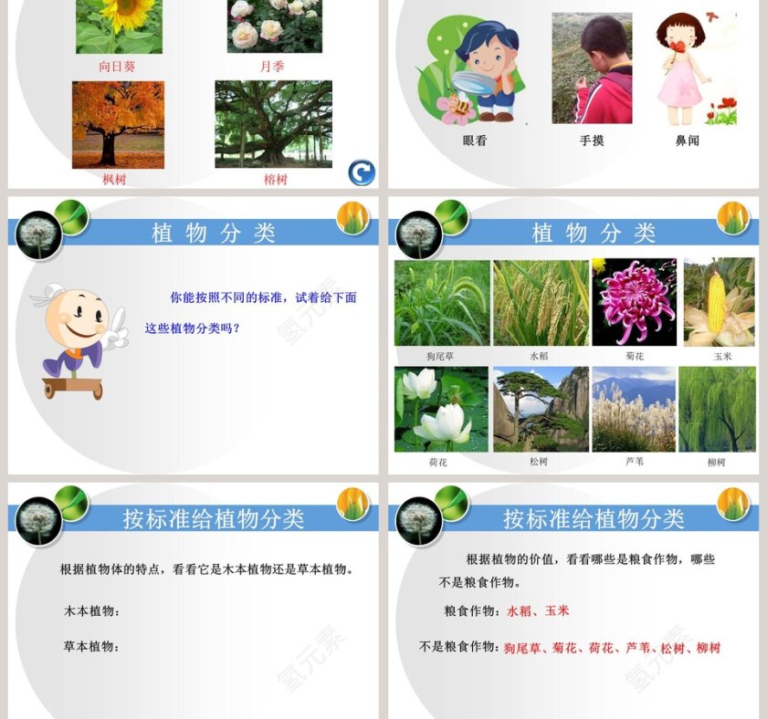身边的植物教学ppt课件第3张