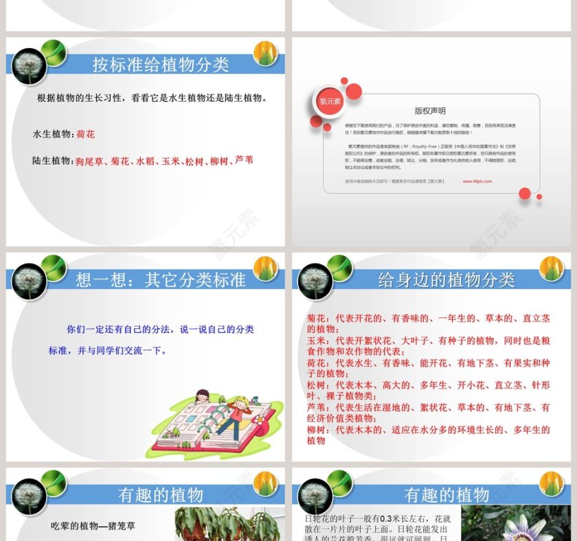 身边的植物教学ppt课件第4张