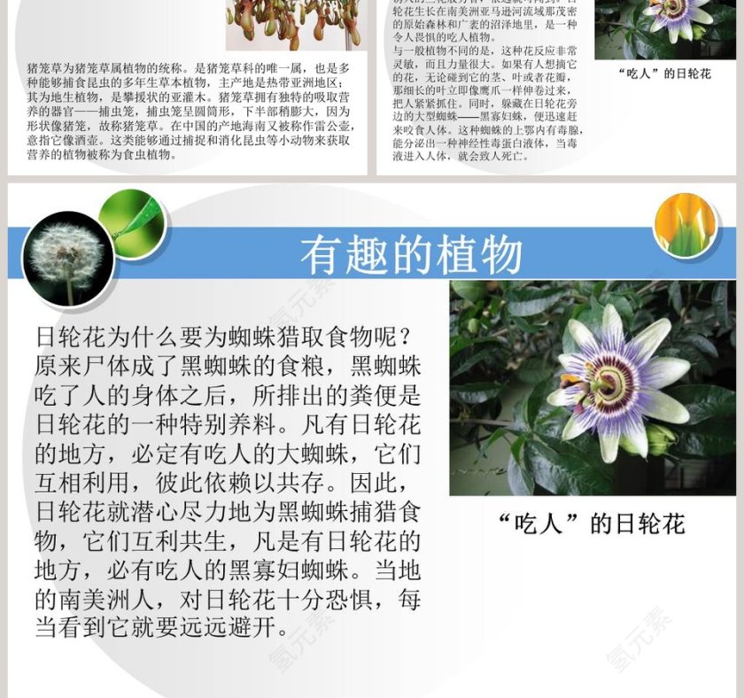 身边的植物教学ppt课件第5张