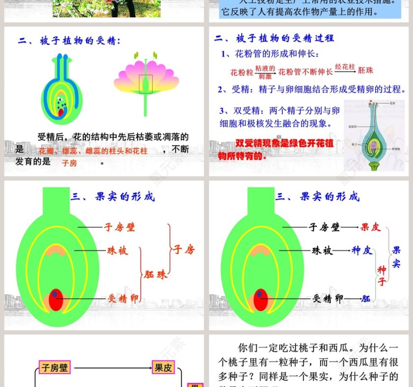 植物生殖方式的多样性教学ppt课件第4张