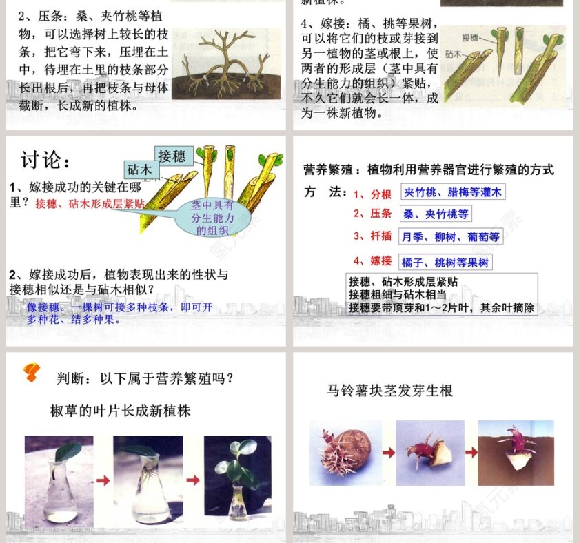 植物生殖方式的多样性教学ppt课件第7张