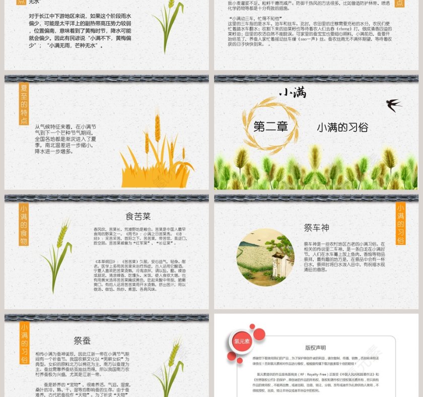 简约麦穗二十四节气之小满ppt模板第3张