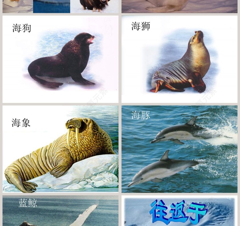 幼儿园大班科学科学PPT：科学PPT第4张