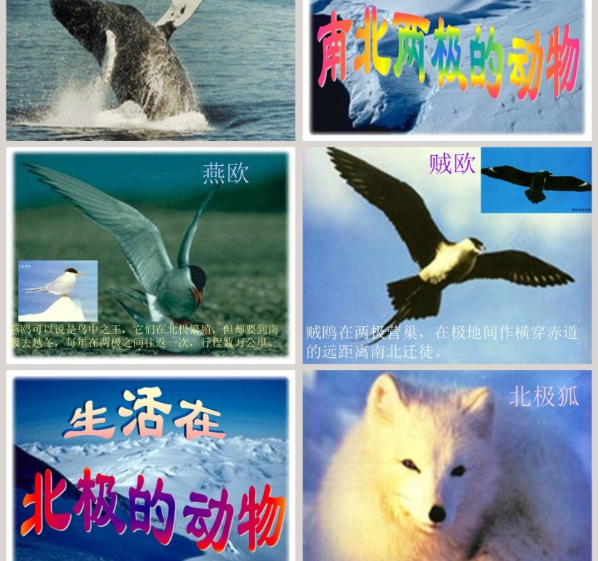 幼儿园大班科学科学PPT：科学PPT第5张