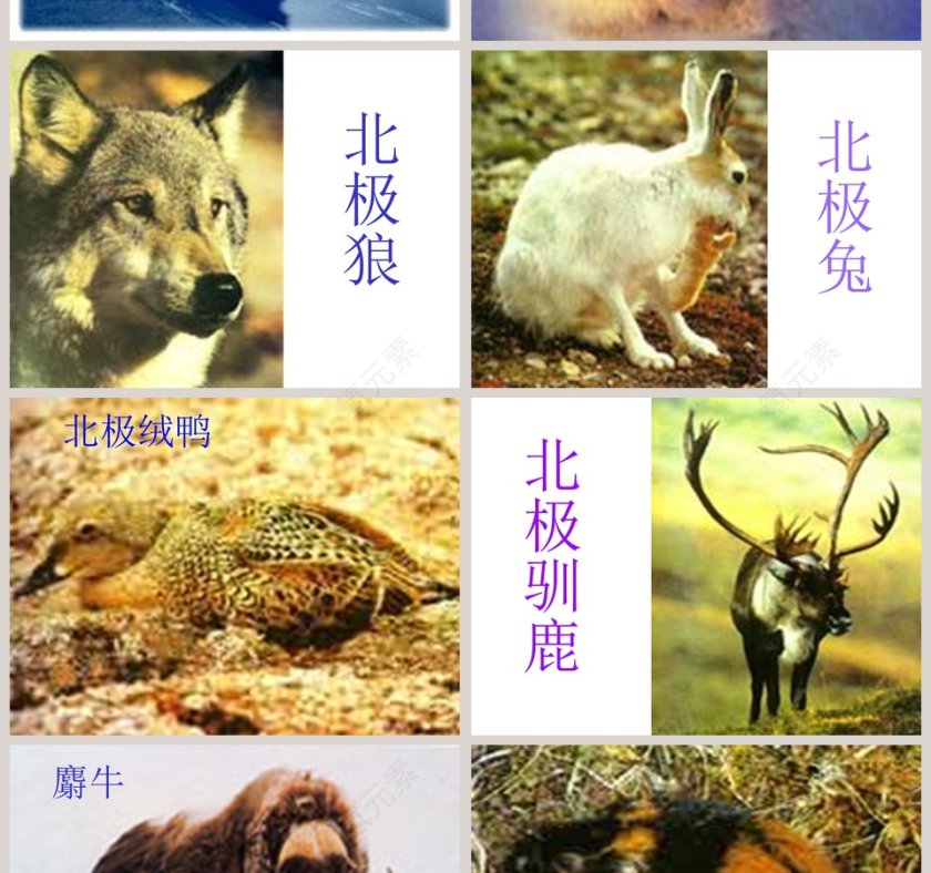 幼儿园大班科学科学PPT：科学PPT第6张