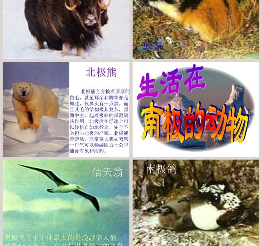 幼儿园大班科学科学PPT：科学PPT第7张