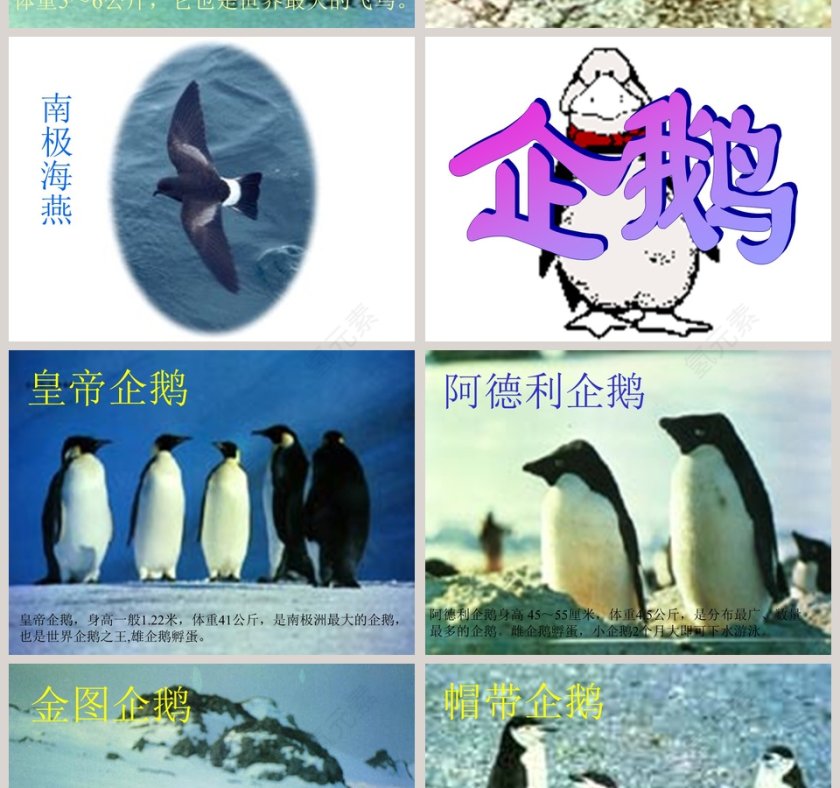 幼儿园大班科学科学PPT：科学PPT第8张