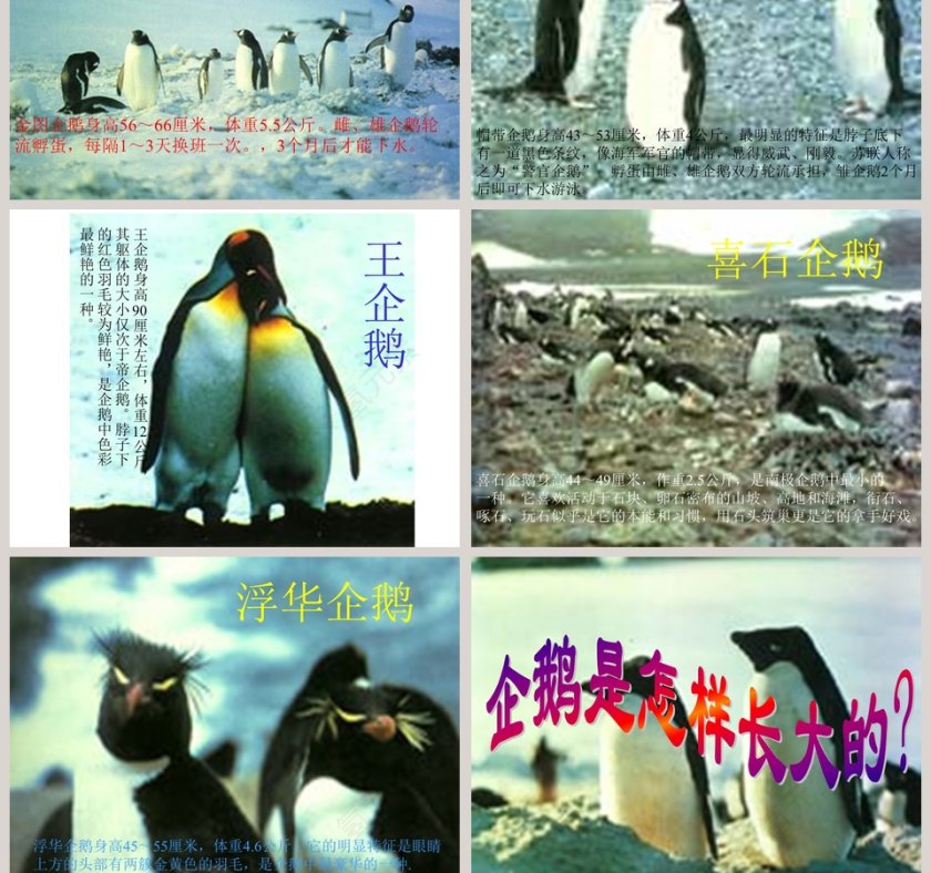 幼儿园大班科学科学PPT：科学PPT第9张