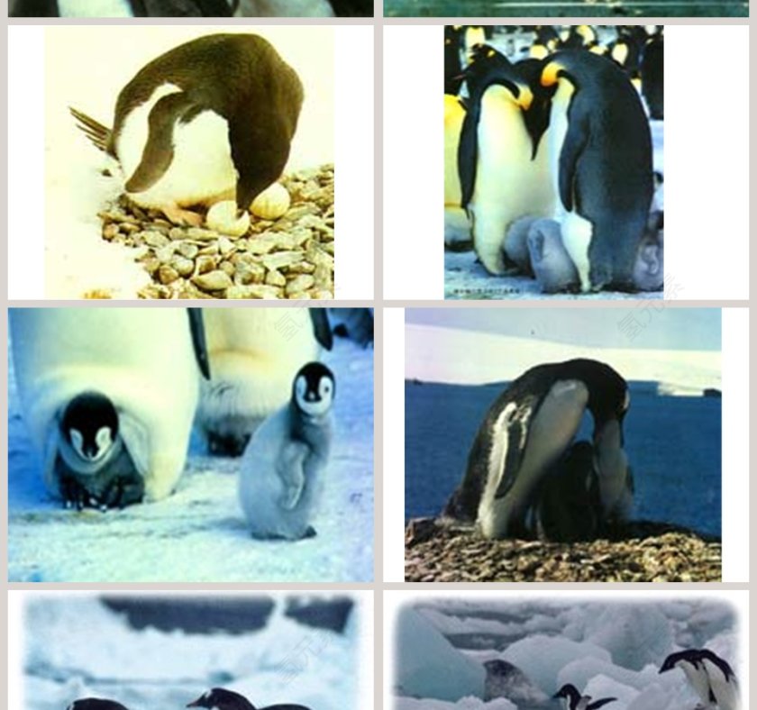 幼儿园大班科学科学PPT：科学PPT第10张