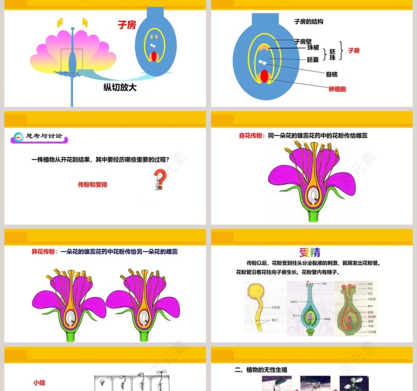 第一章 生物的生殖和发育-植物的生殖教学ppt课件第2张