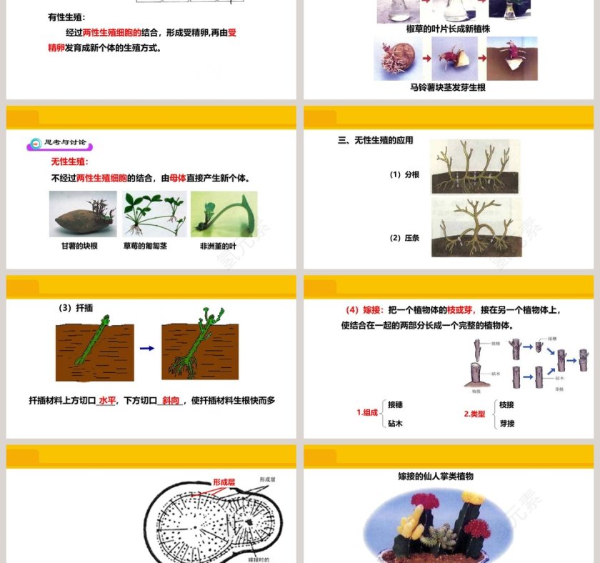 第一章 生物的生殖和发育-植物的生殖教学ppt课件第3张