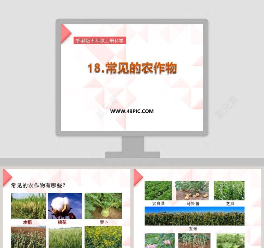 18-常见的农作物教学ppt课件第1张