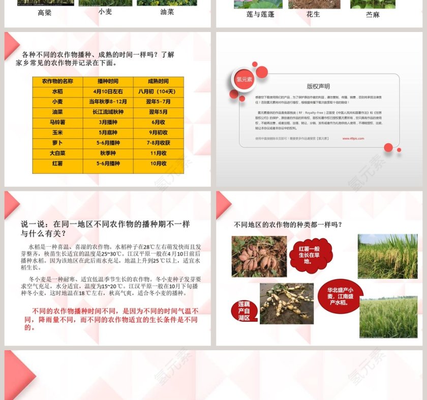 18-常见的农作物教学ppt课件第2张