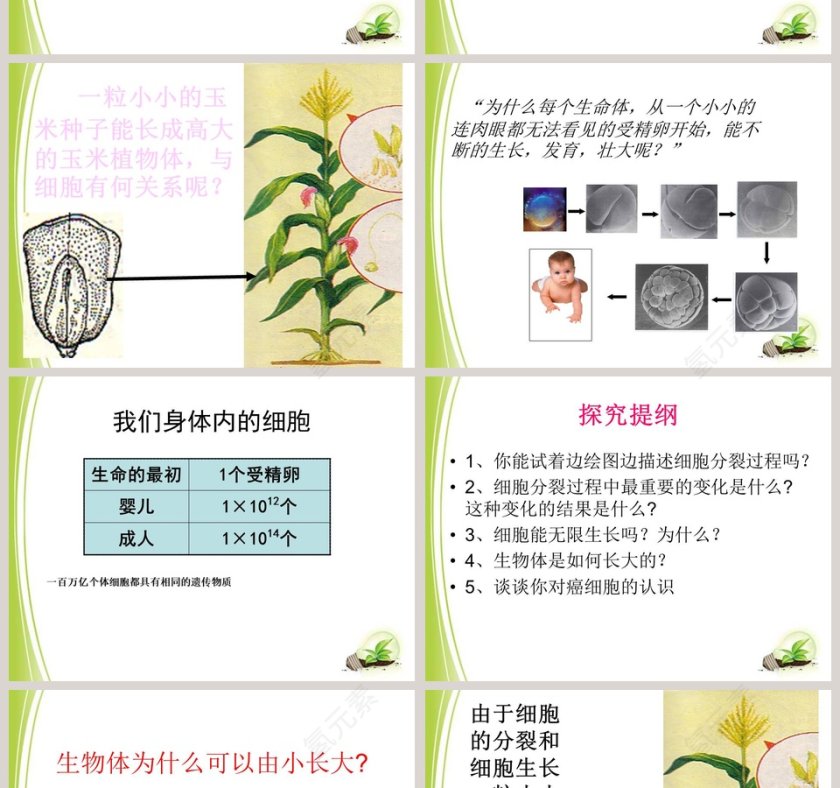 细胞通过分裂而增殖的生物学原理及PPT模板第2张