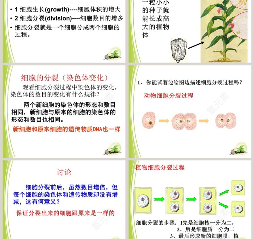 细胞通过分裂而增殖的生物学原理及PPT模板第3张